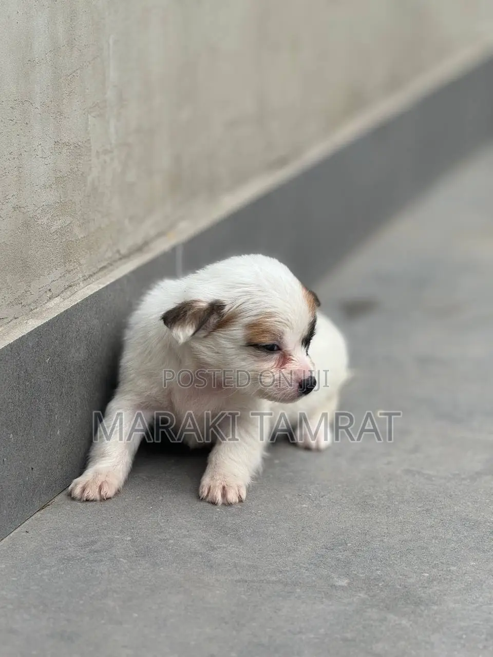 1-3 months Female Purebred Maltese