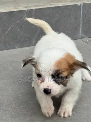 1-3 months Female Purebred Maltese