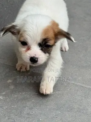 1-3 months Female Purebred Maltese