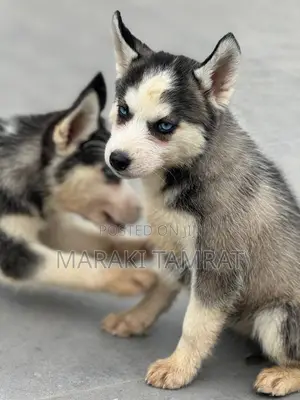 Photo - 1-3 months Female Purebred Siberian Husky