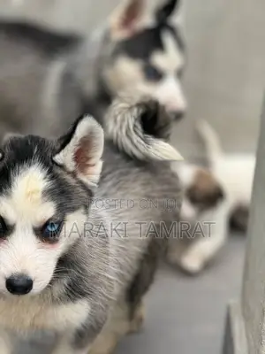 1-3 months Female Purebred Siberian Husky