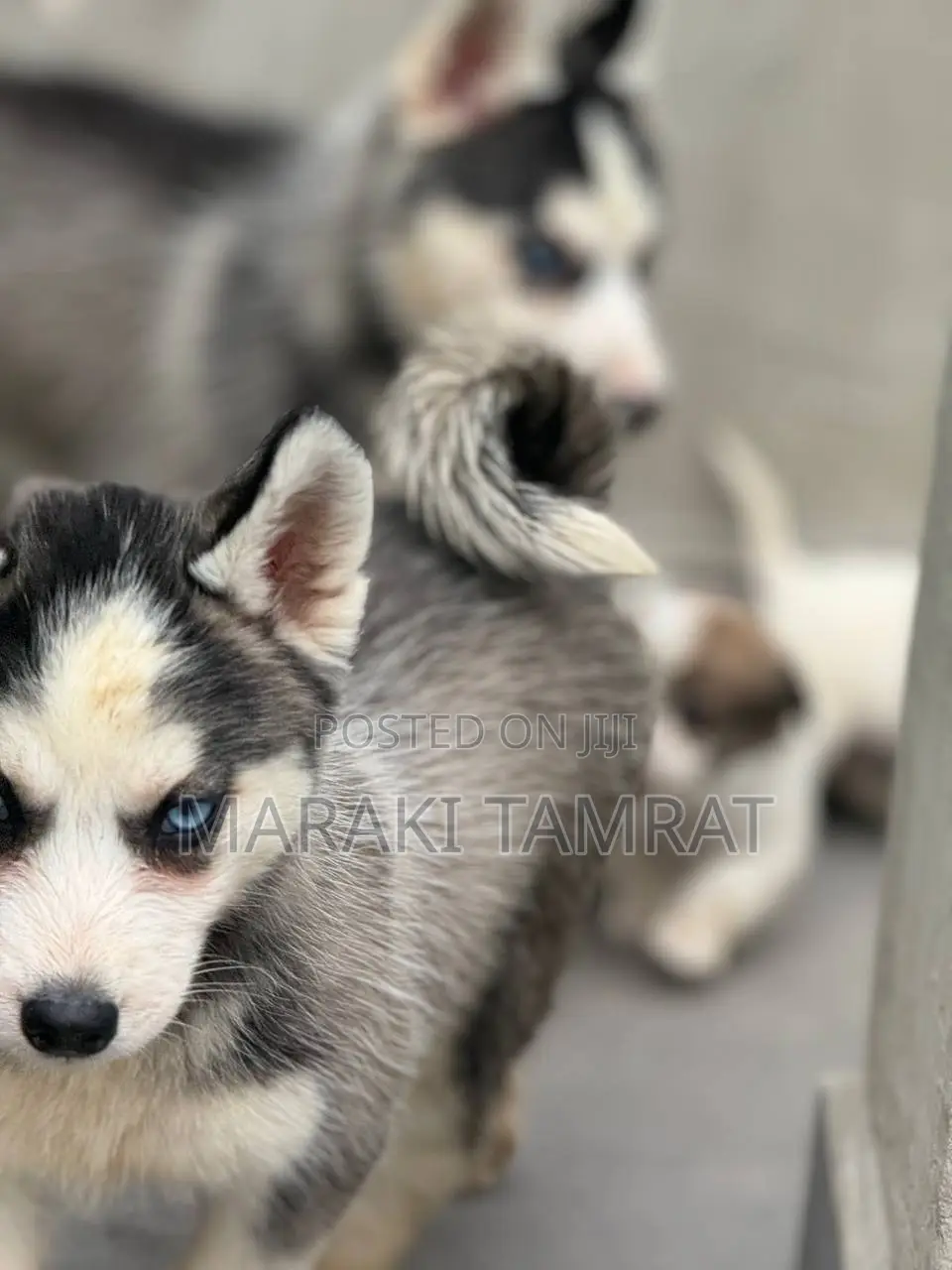 1-3 months Female Purebred Siberian Husky