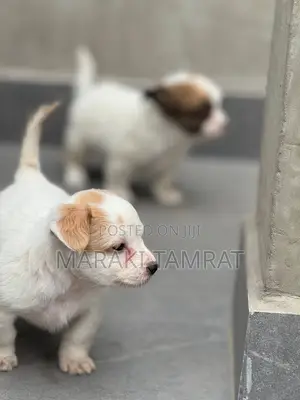 1-3 months Male Purebred Maltese