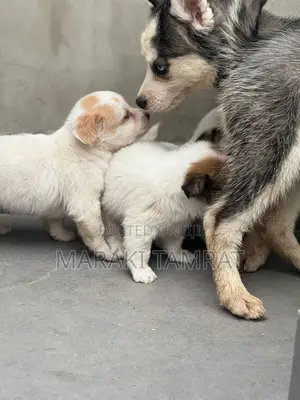 Photo - 1-3 months Male Purebred Maltese