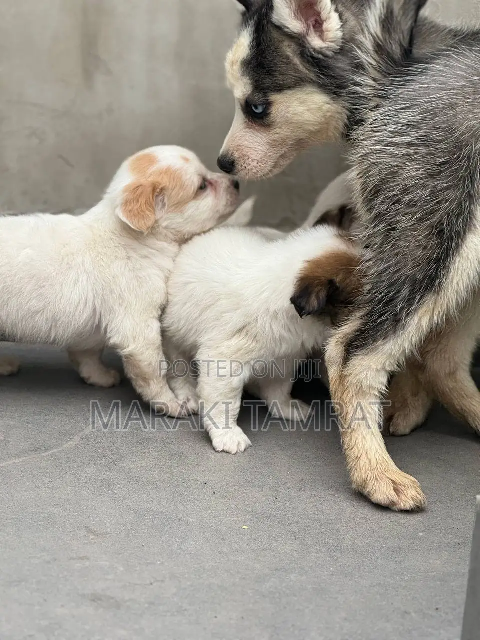 1-3 months Male Purebred Maltese