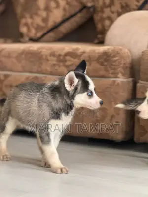 Photo - 1-3 months Female Purebred Siberian Husky
