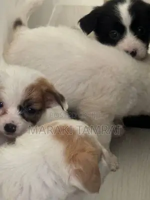 Photo - 1-3 months Male Purebred Maltese