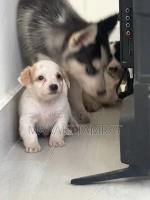 Photo - 1-3 months Female Purebred Maltese