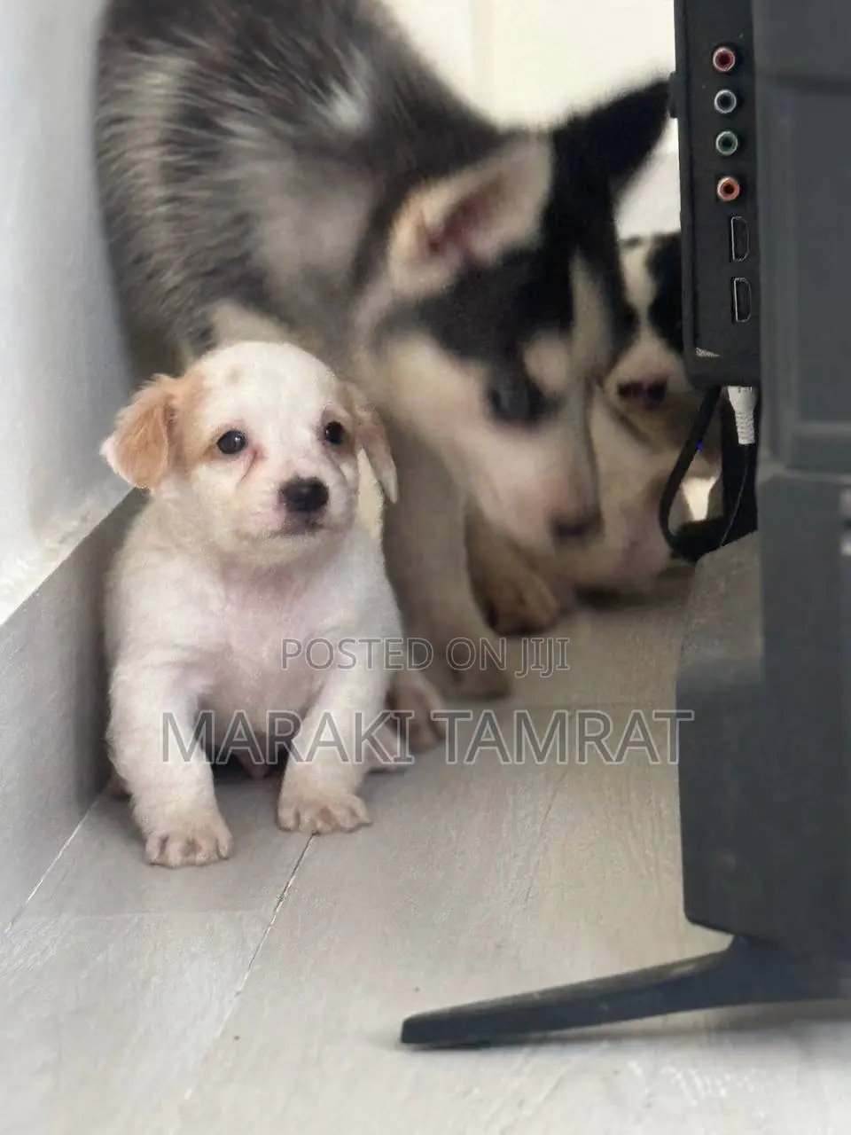 1-3 months Female Purebred Maltese