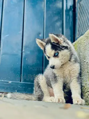 1-3 months Male Purebred Siberian Husky