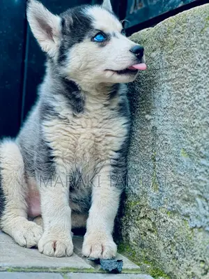 Photo - 1-3 months Male Purebred Siberian Husky
