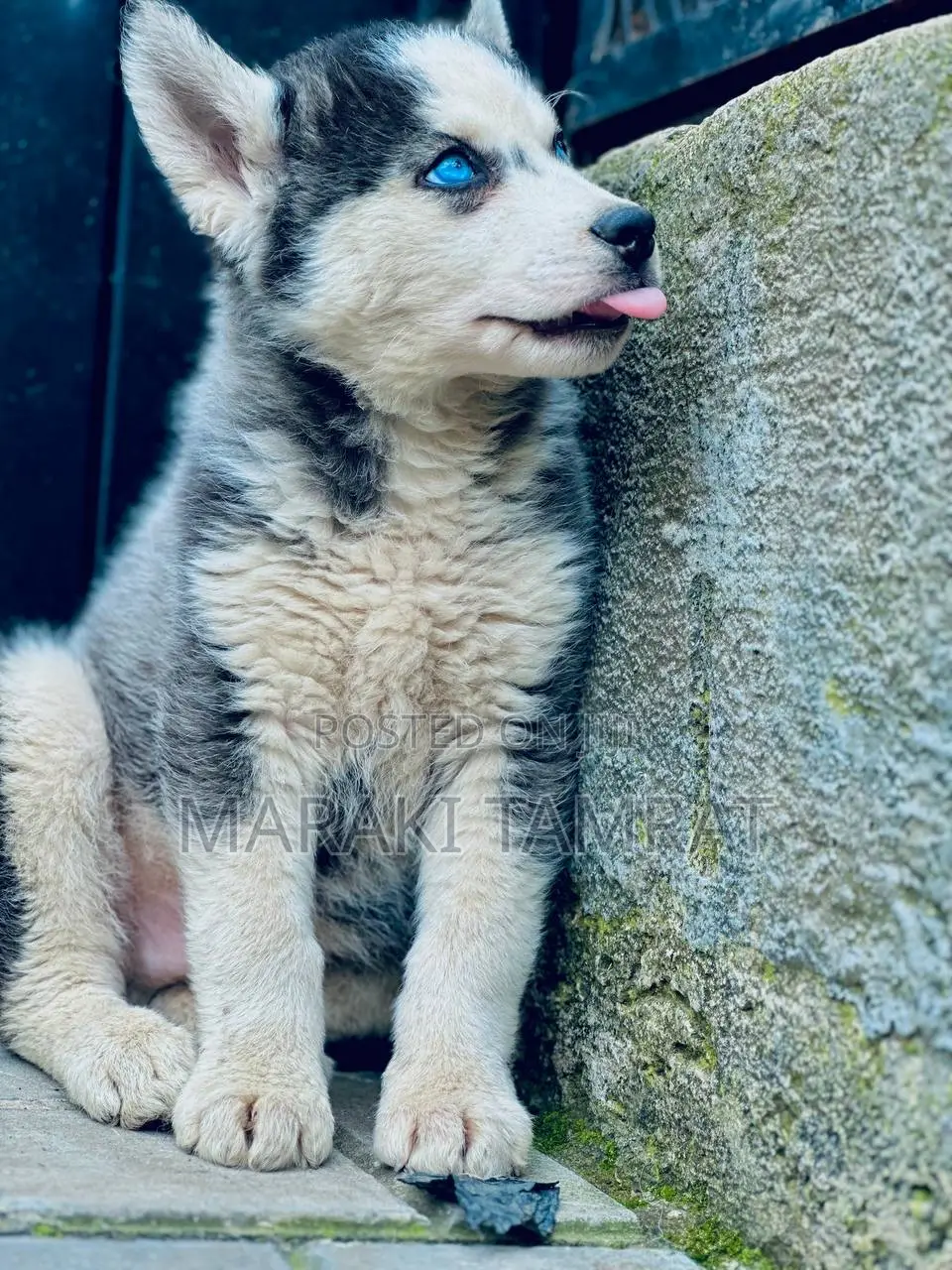 1-3 months Male Purebred Siberian Husky