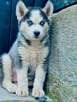 1-3 months Male Purebred Siberian Husky