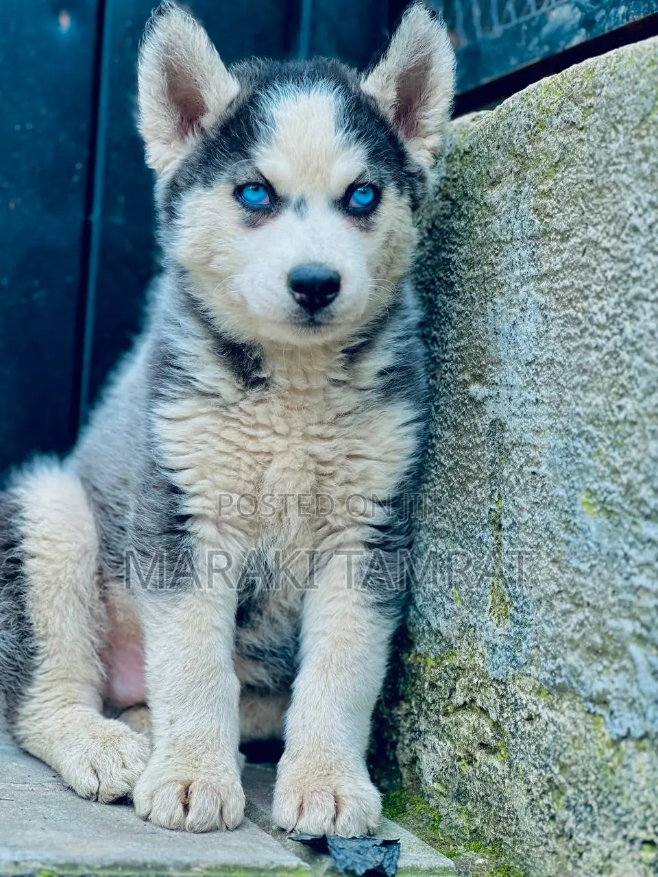 1-3 months Male Purebred Siberian Husky