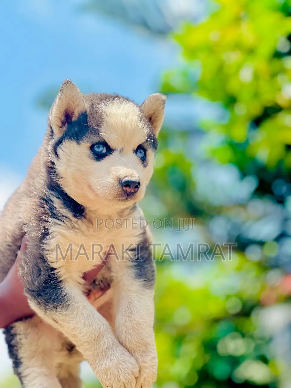 1-3 months Male Purebred Siberian Husky