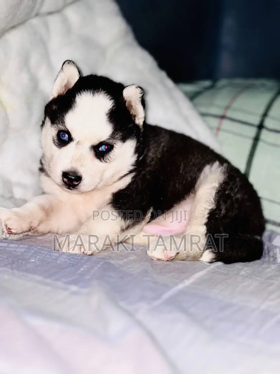 1-3 months Female Purebred Siberian Husky
