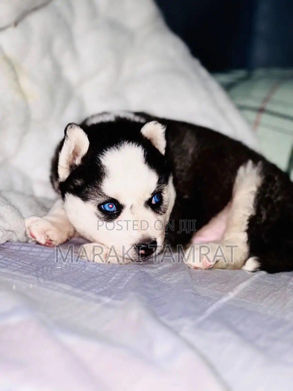 1-3 months Female Purebred Siberian Husky