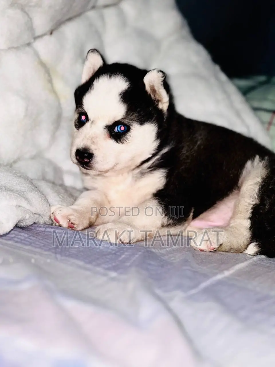 1-3 months Female Purebred Siberian Husky