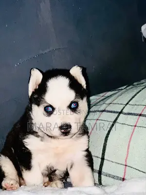 1-3 months Female Purebred Siberian Husky