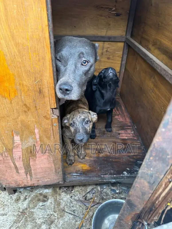 1-3 months Male Purebred American Pit Bull Terrier
