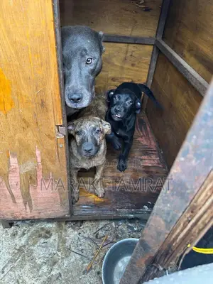 1-3 months Male Purebred American Pit Bull Terrier