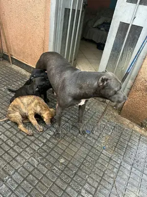 Photo - 1-3 months Male Purebred American Pit Bull Terrier