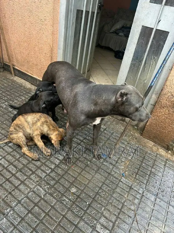 1-3 months Male Purebred American Pit Bull Terrier