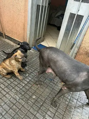 1-3 months Male Purebred American Pit Bull Terrier