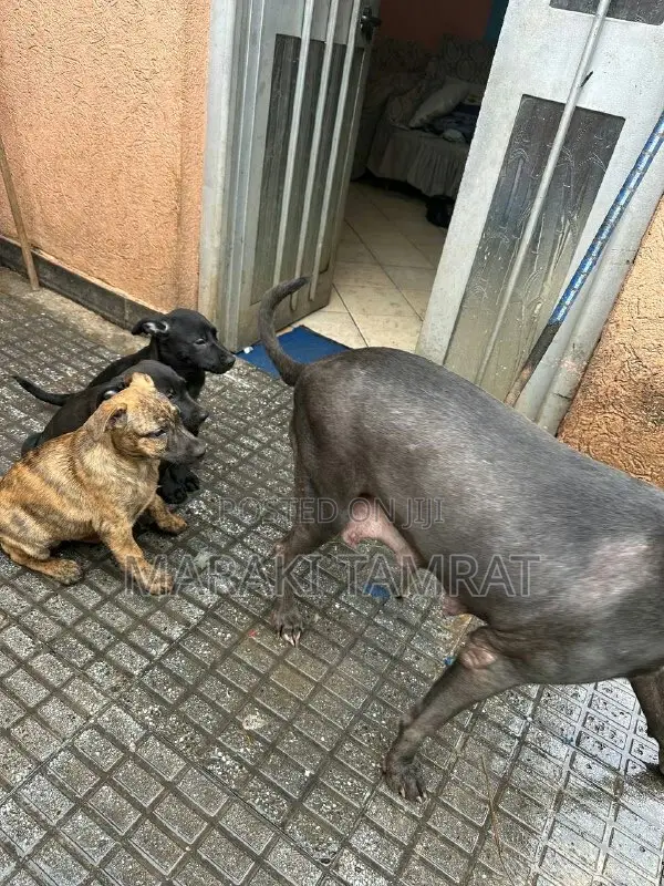 1-3 months Male Purebred American Pit Bull Terrier