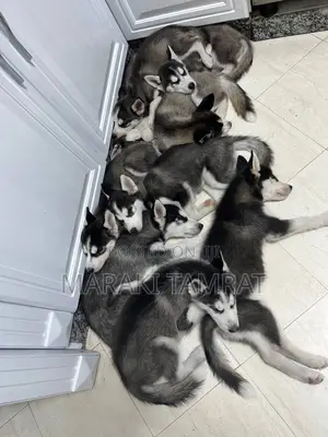 Photo - 1-3 months Male Purebred Siberian Husky