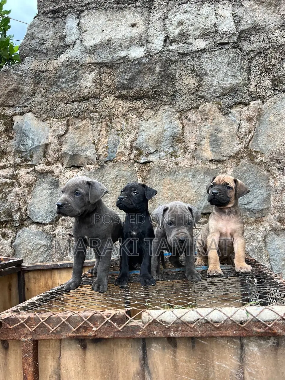 1-3 months Male Purebred Mastiff