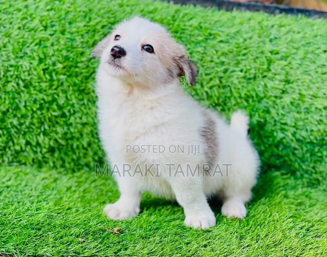 1-3 months Female Purebred Maltese
