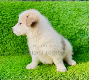 1-3 months Female Purebred Maltese