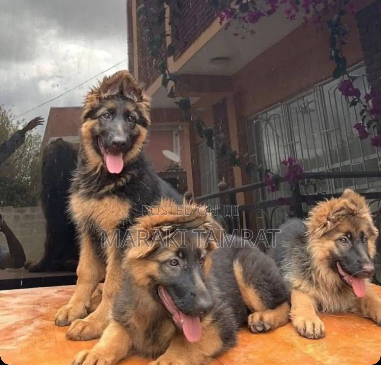 1-3 months Male Purebred German Shepherd