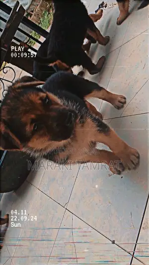 Photo - 1-3 months Male Purebred German Shepherd