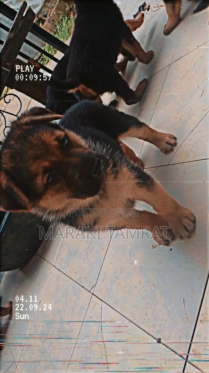 1-3 months Male Purebred German Shepherd