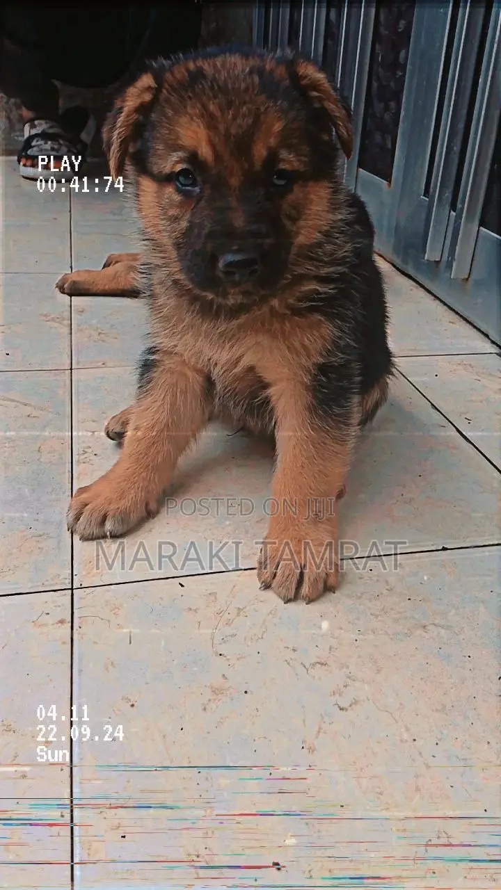 1-3 months Male Purebred German Shepherd