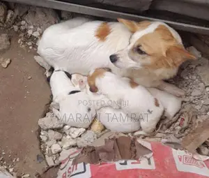 Photo - 1-3 months Male Purebred Maltese