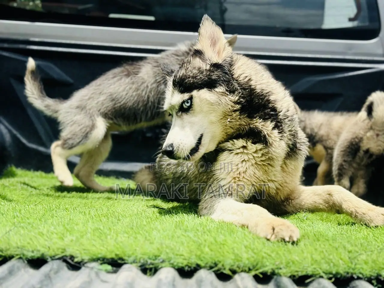 1-3 months Female Purebred Siberian Husky