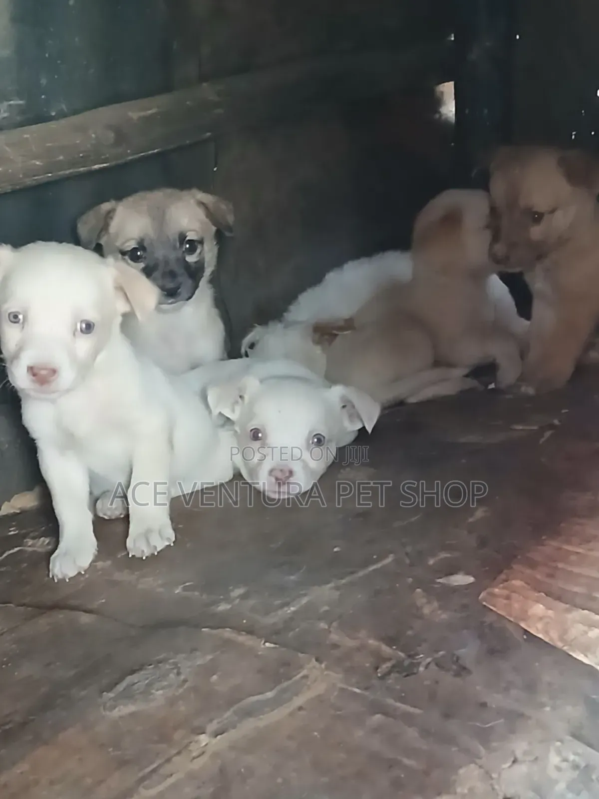 1-3 months Male Purebred Maltese