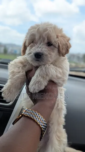 1-3 months Male Purebred Maltese