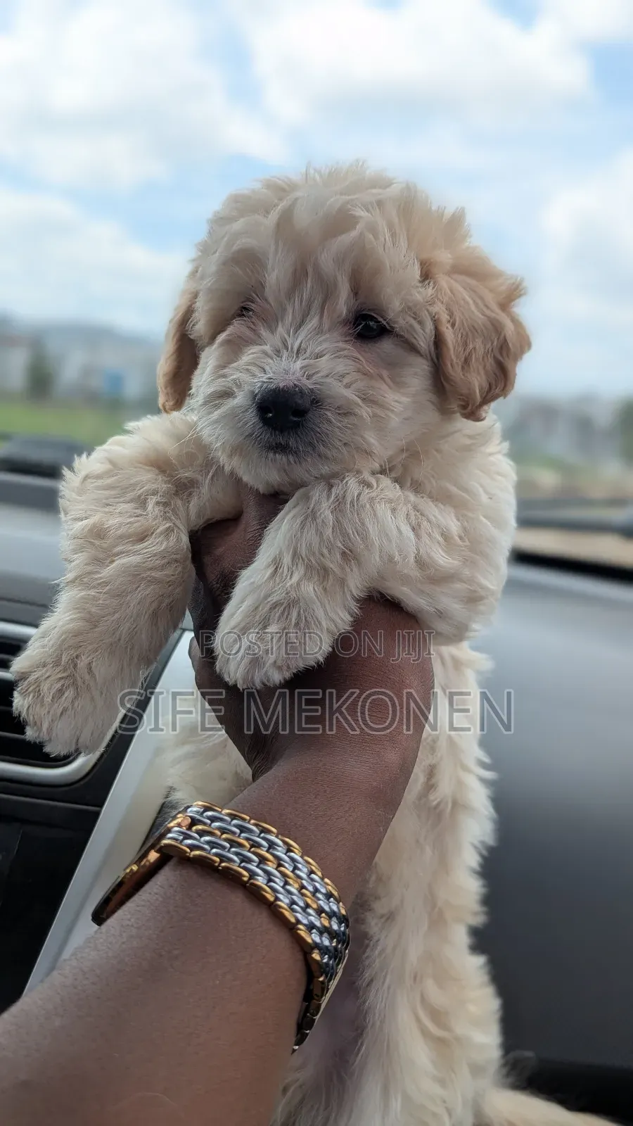 1-3 months Male Purebred Maltese