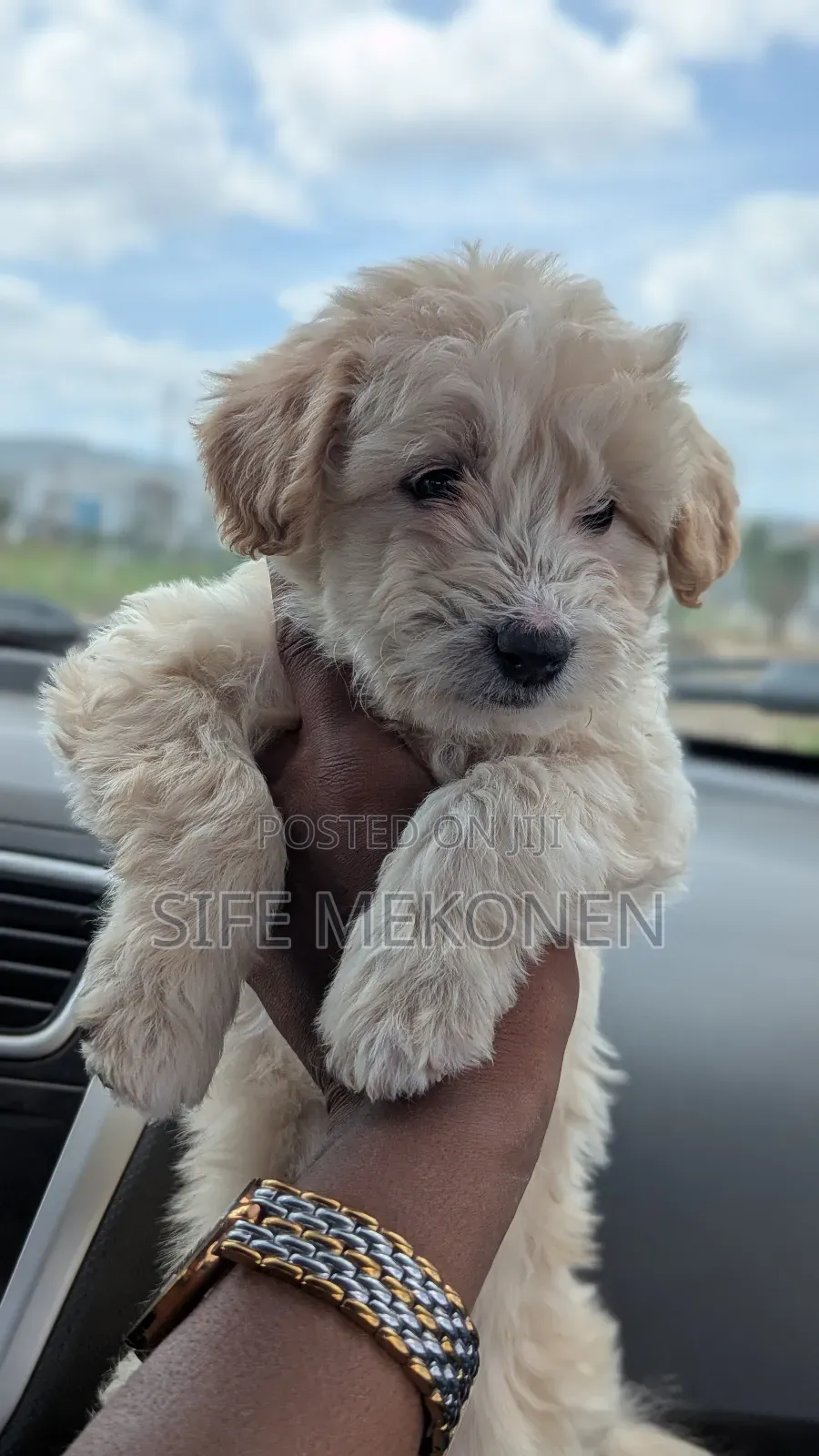 1-3 months Male Purebred Maltese