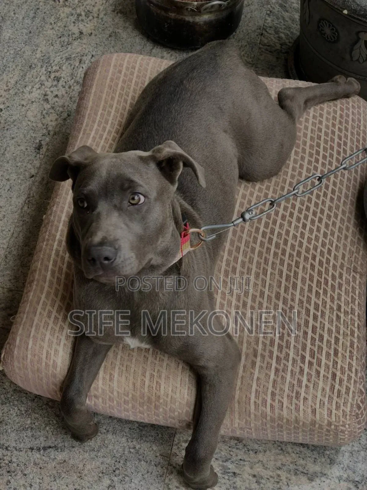 1-3 months Male Purebred American Pit Bull Terrier