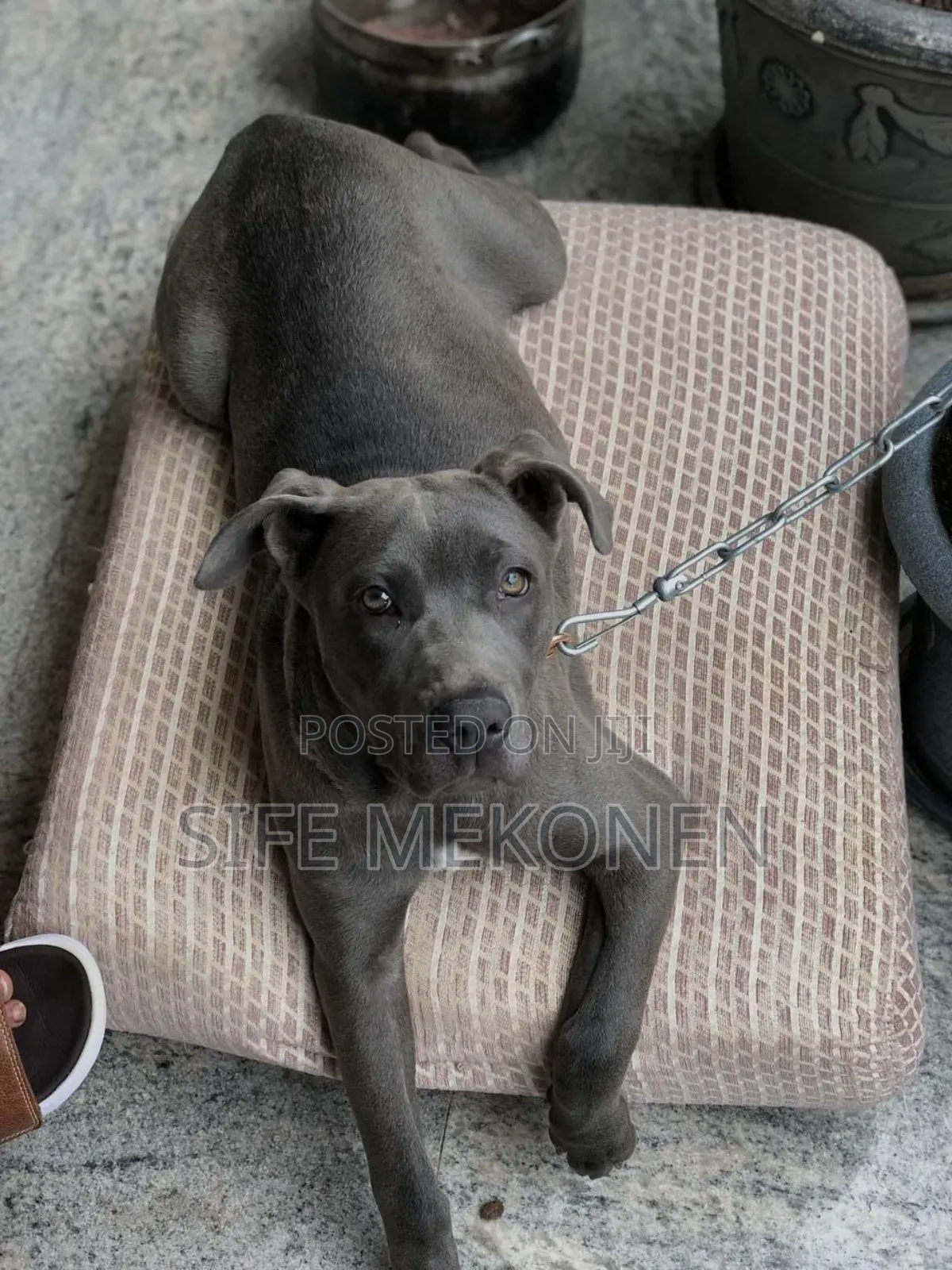 1-3 months Male Purebred American Pit Bull Terrier