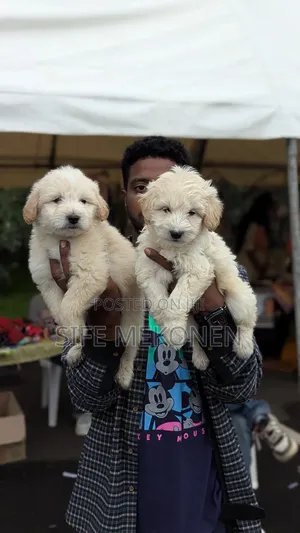 Photo - 1-3 months Male Mixed Breed Maltese
