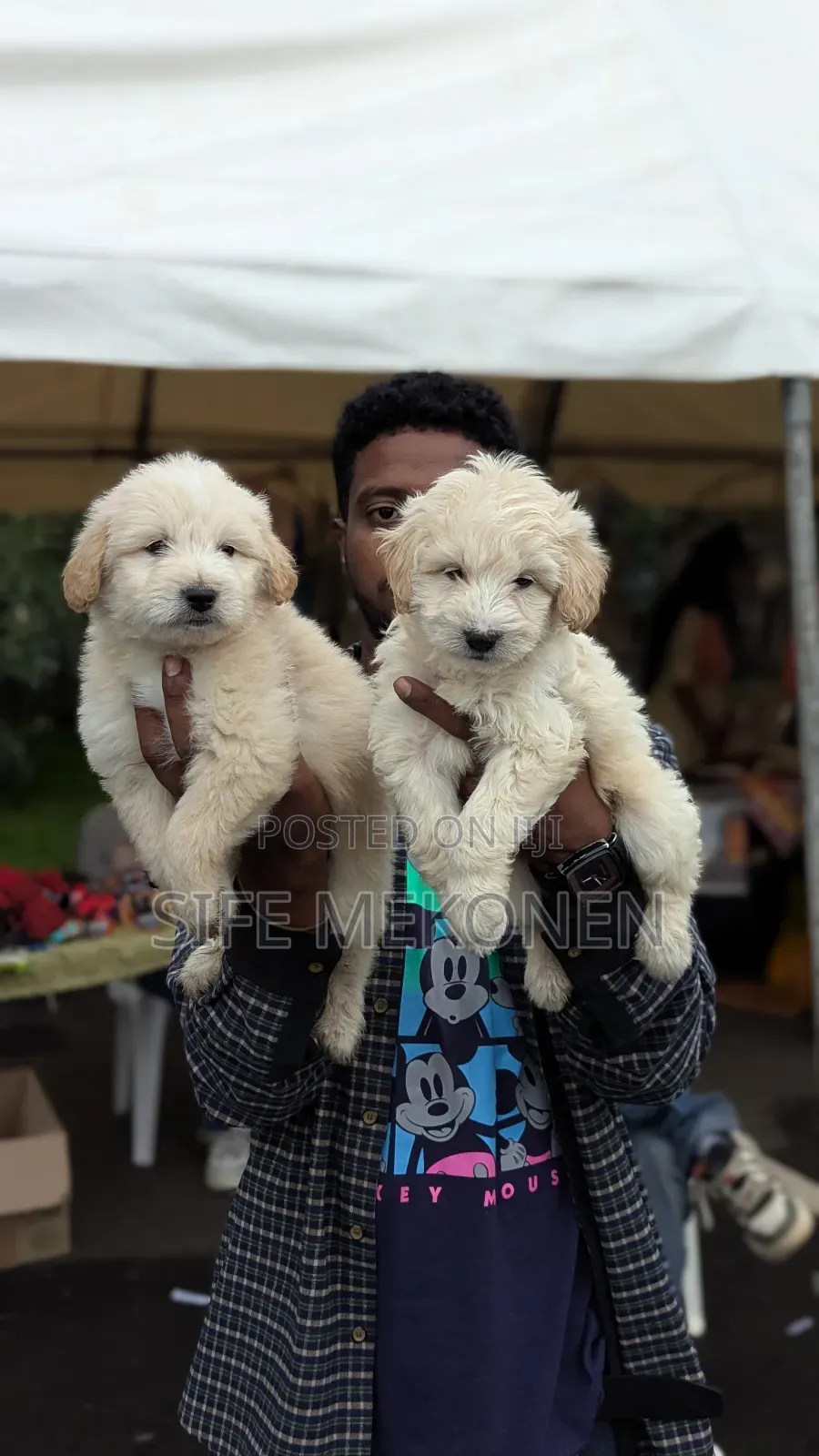 1-3 months Male Mixed Breed Maltese