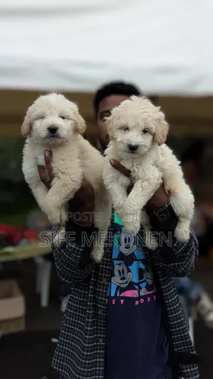 1-3 months Male Mixed Breed Maltese