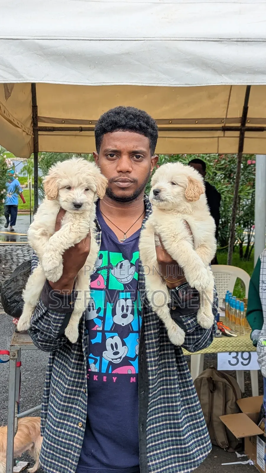 1-3 months Male Purebred Maltese