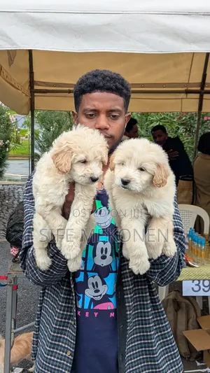 Photo - 1-3 months Male Purebred Maltese